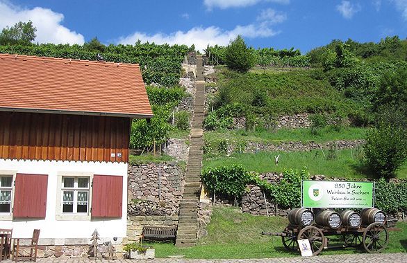 Weinbau Fehrmann in Dresden