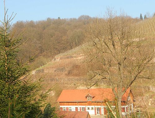 Weinbau Fehrmann in Dresden