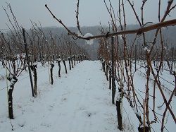 Winter im Weinberg