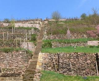 Sommer beim Weingut Fehrmann