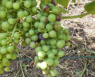  Im Pinotin beginnt das Umfärben der Beeren.