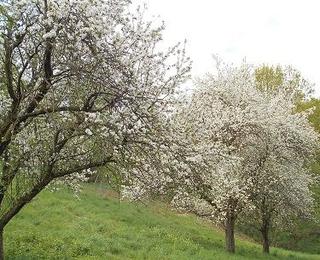 Öhringer Blüte