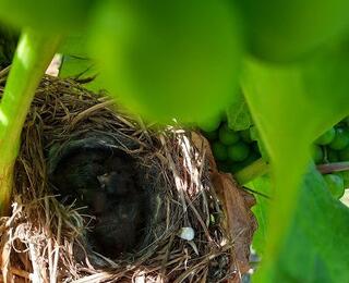 nest