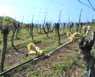 Restaurierung unserer über 400 Jahre alten Weinbergsmauern