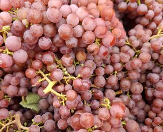 traminer