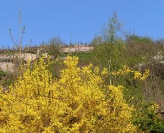 Sommer beim Weingut Fehrmann