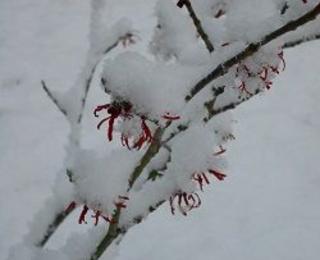 blühende Zaubernuss im Schnee