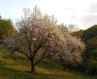 Anfang Mai stand der Öhringer Blutstreifling in voller Blüte