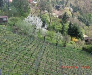 Ostern steht vor der Tür und es ist Frühling!