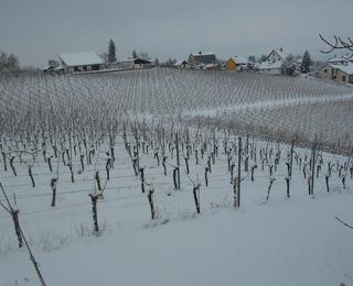 Weinberg versinkt in winterlicher Pracht!